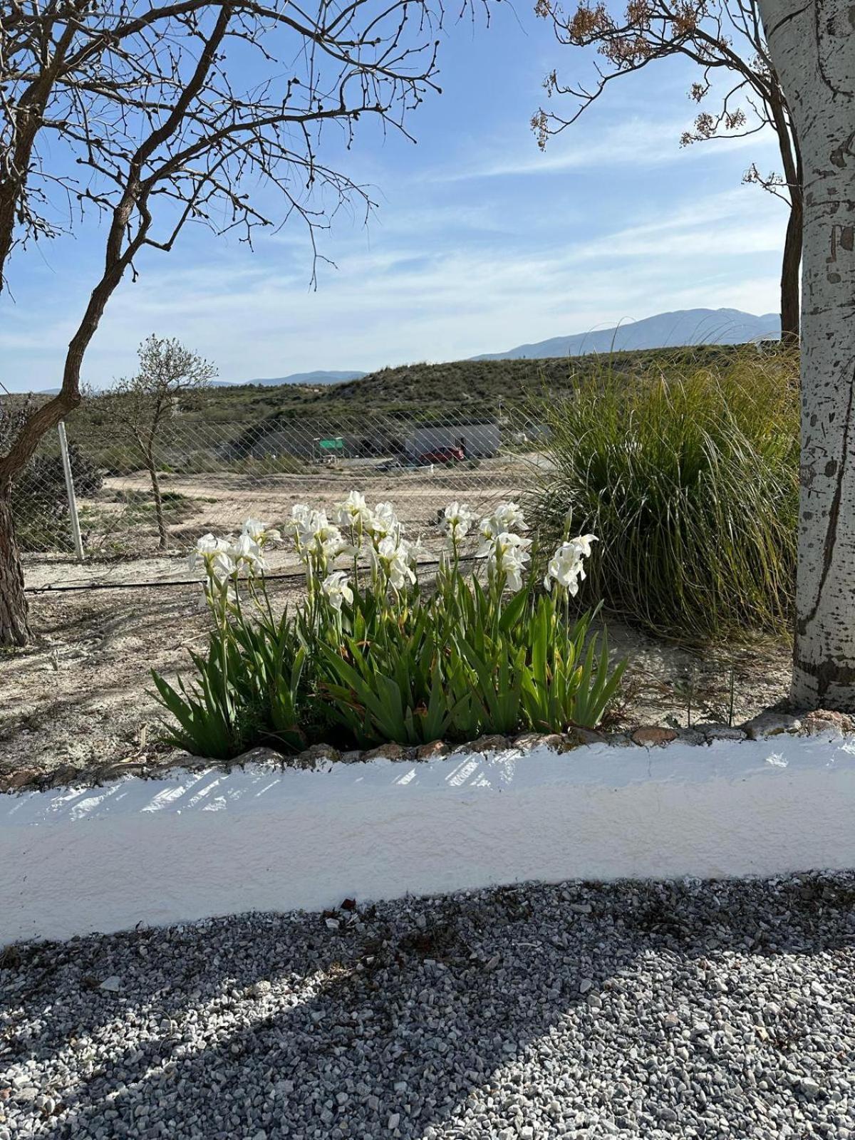 Alojamientos Cuevas Tiana El Aljibete Exteriör bild